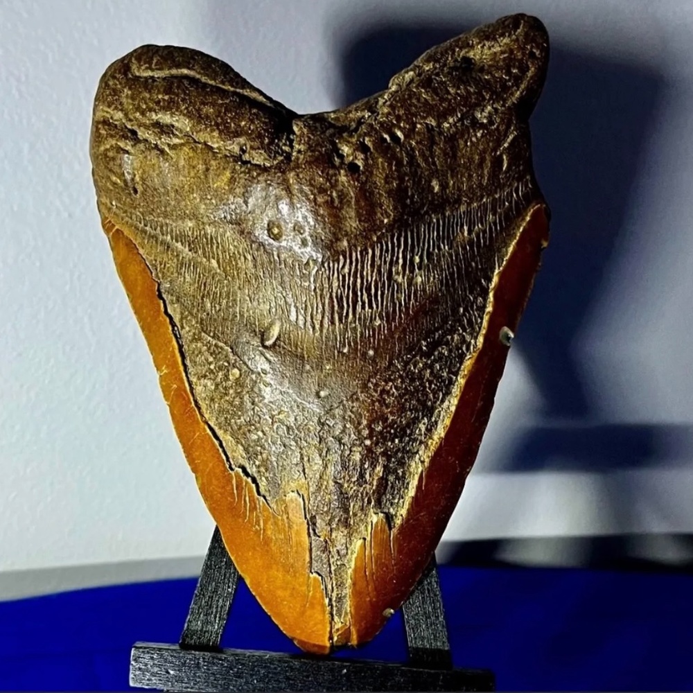 Giant Megalodon Fossilized Shark Tooth, L1: 5.85", L2: 5.35", Width: 3.8"